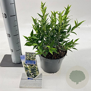 Sarcococca ruscifolia 'Dragon Gate' 20-25 cm 2,0L