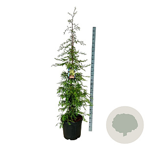 Sequoia sempervirens 'Silver Ghost' 150-175 cm cont. 55L extra