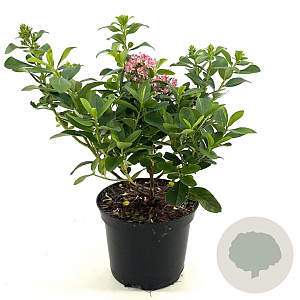 Escallonia laevis Pink Elle 25-30 cm 2,0L