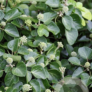 Hedera arb. Compact 25-30 cm 2,0L