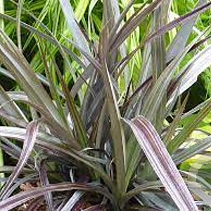 Astelia nervosa 'Red Shadow' 25-30 cm 2,0L