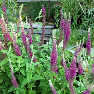 Teucrium hyrcanicum Purple Tails GM P9