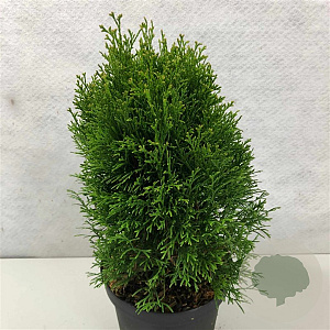 Thuja occidentalis 'Kraznal' 20-25 cm 5,0L