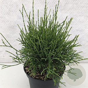 Thuja occidentalis 'Little Filly' 25-30 cm 3,0L