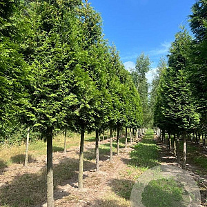 Thuja occ. 'Brabant' 25-30 HO draadkluit