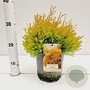 Thuja occ. 'Rheingold' 20-30 cm 2,5L