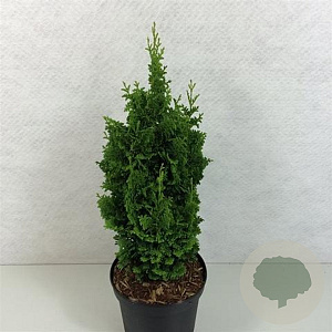 Thuja occ. 'Zmatlik' 25-30 cm 7,5L
