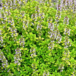 Thymus citriodorus 'Aureus' GM P9