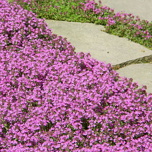 Thymus serpyllum 'Coccineus' GM P9