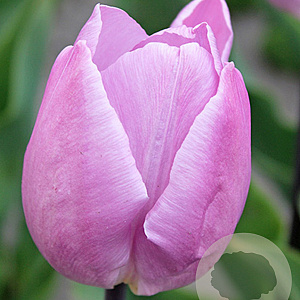 Tulipa 'Candy Prince' 11-12 cm verpakt per 100