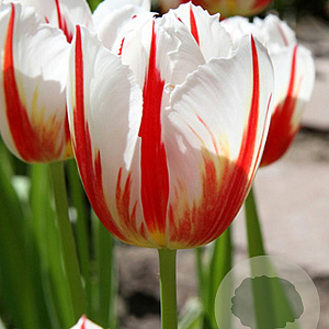 Tulipa 'Carnaval De Rio' 11-12 cm verpakt per 100