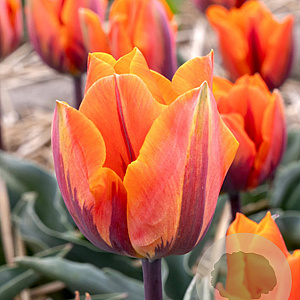 Tulipa 'Princess Irene' 11-12 cm verpakt per 100