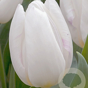 Tulipa 'White Prince' 11-12 cm verpakt per 100