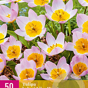 Tulipa bakeri 'Lilac Wonder' 5 cm verpakt per 100