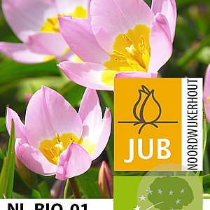 Tulipa bakeri 'Lilac Wonder' verpakt per 100