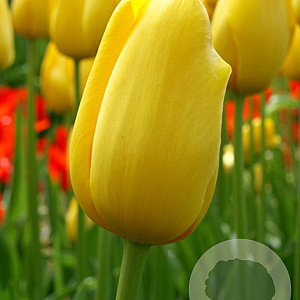 Tulipa Big Smile 12 cm verpakt per 100
