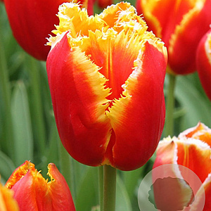 Tulipa Davenport 12 cm verpakt per 100