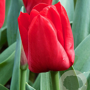 Tulipa Escape 11-12 cm verpakt per 100