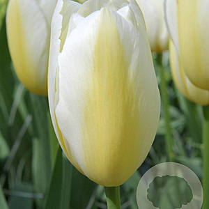 Tulipa Francoise 11-12 cm verpakt per 100