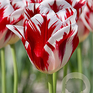 Tulipa Grand Perfection 11-12 cm verpakt per 100