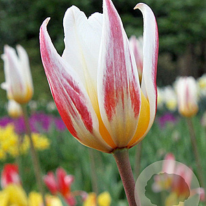 Tulipa Ice Stick 11-12 cm verpakt per 100