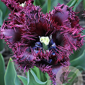 Tulipa Labrador 12 cm verpakt per 100