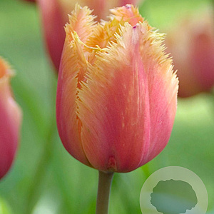 Tulipa Lambada 11-12 cm verpakt per 100
