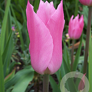 Tulipa Mariette 11-12 cm verpakt per 100