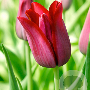 Tulipa Merlot 11-12 cm verpakt per 100