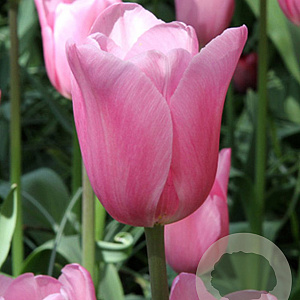 Tulipa Mistress 11-12 cm verpakt per 100