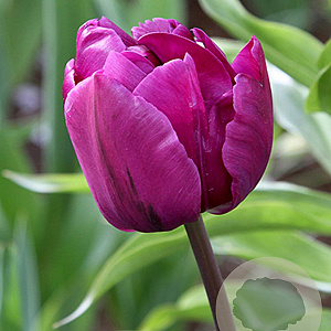 Tulipa Negrita Double 11-12 cm verpakt per 100