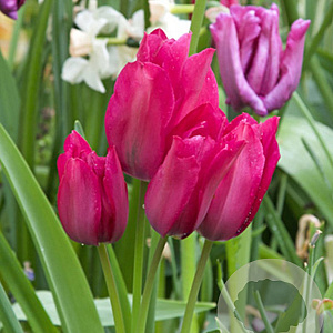 Tulipa Night Club 12 cm verpakt per 100