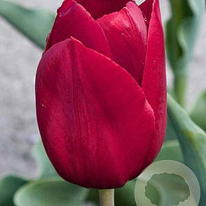 Tulipa Pallada 12 cm verpakt per 100