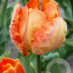 Tulipa Parrot King 12 cm verpakt per 100