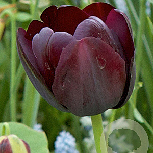 Tulipa Paul Scherer 11-12 cm verpakt per 100