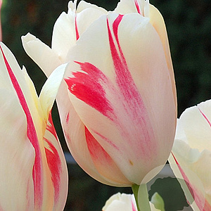 Tulipa Sorbet 11-12 cm verpakt per 100