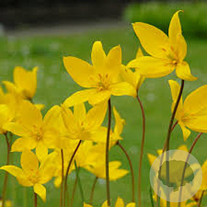 Tulipa sylvestris 5 cm verpakt per 100