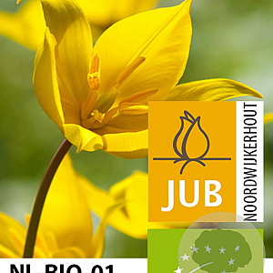 Tulipa sylvestris verpakt per 100
