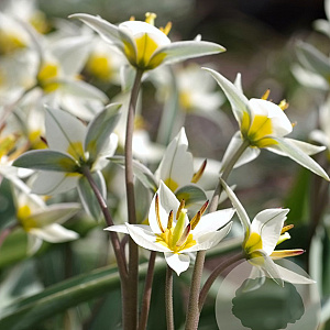 Tulipa turkestanica verpakt per 100