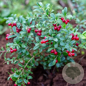 Vaccinium  vitis-idaea 'Koralle' GM C3