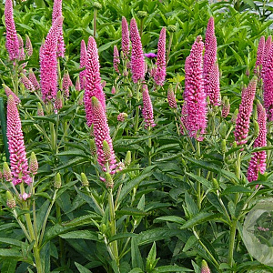 Veronica 'First Love' GM P9