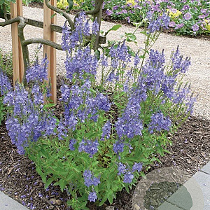 Veronica austriaca 'Royal Blue' GM P9