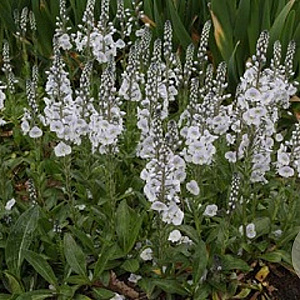 Veronica gentianoides 'Tissington White' GM C1.3 BIO