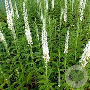 Veronica longifolia 'Schneeriesin' GM P9