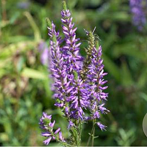Veronica longifolia 'Sonja' GM P9