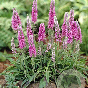 Veronica spicata 'Heidekind' GM P9