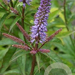 Veronicastrum virginicum 'Red Arrow' GM P9