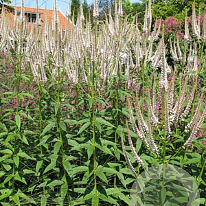 Veronicastrum virginicum 'Roseum' GM P9