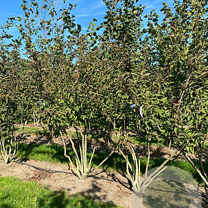 Viburnum bodnantense 'Charles Lamont' 250-300 cm draadkluit struik