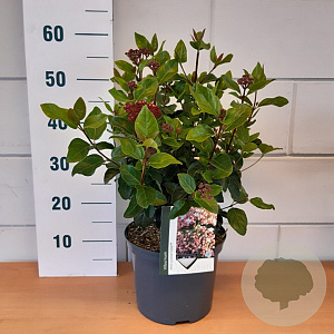 Viburnum Tinus Lisarose 'Loren' 25-30 cm 2,0L
